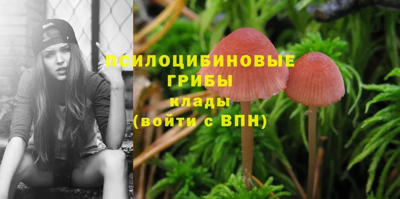 дарк нет состав  Кремёнки  Галлюциногенные грибы Psilocybine cubensis 